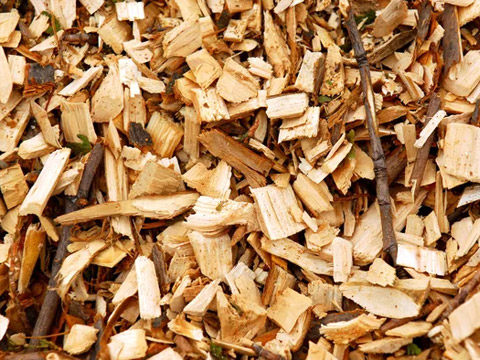 Copeaux de bois de hêtre pour le fumage Des copeaux de hêtre pour le fumage