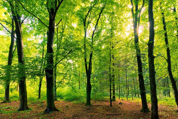Une forêt de bois de hêtre Du bois de hêtre pour les bûches